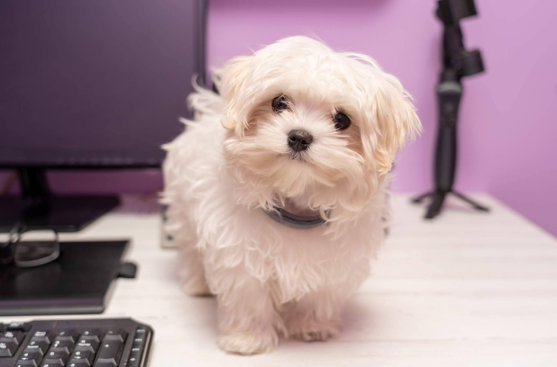 Evaluaciones psicológicas emotional support animal para viajar con mascota