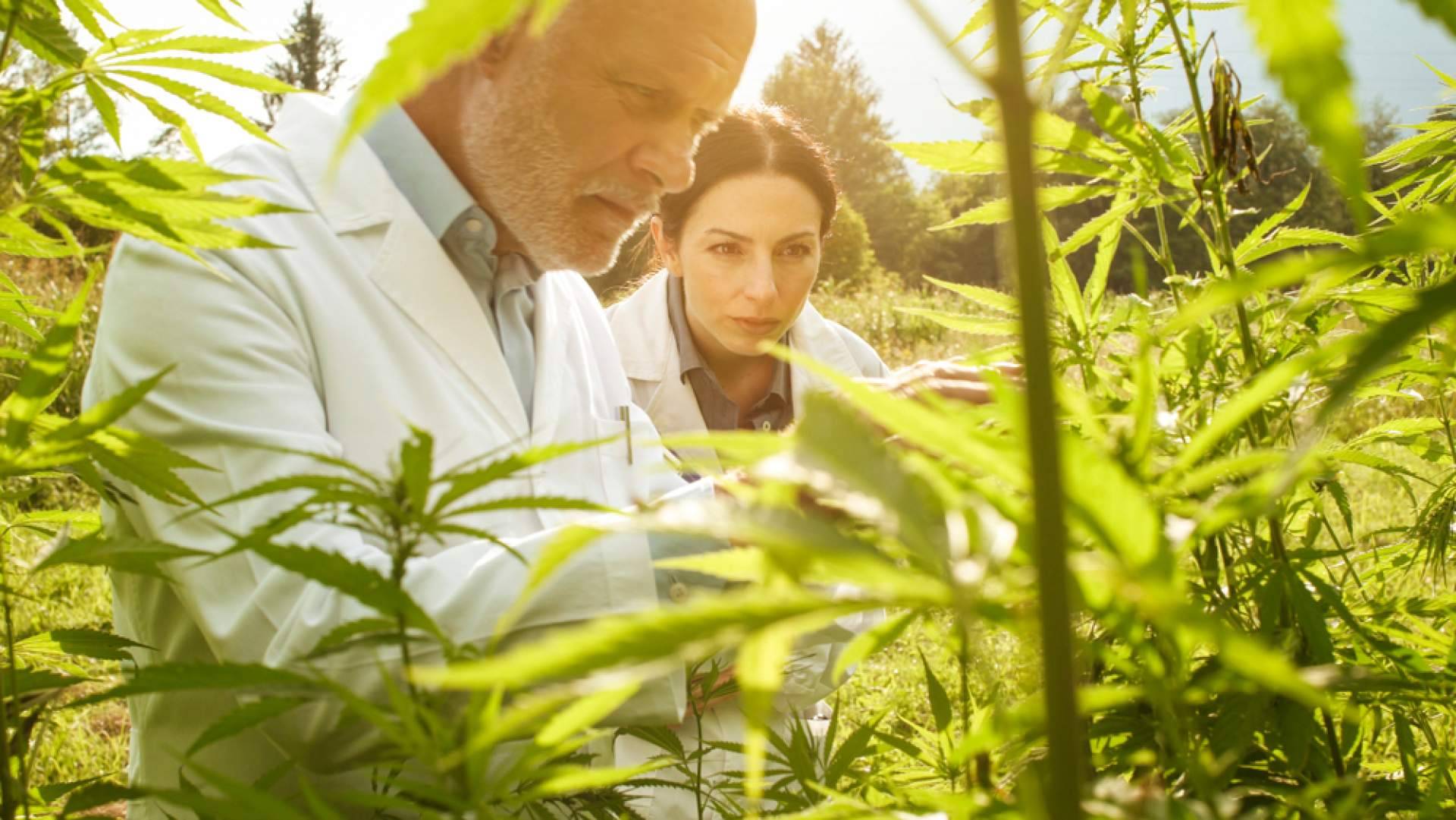 Cannapp, un actor clave entre las tiendas de CBD y cosmética cannábica en Colombia